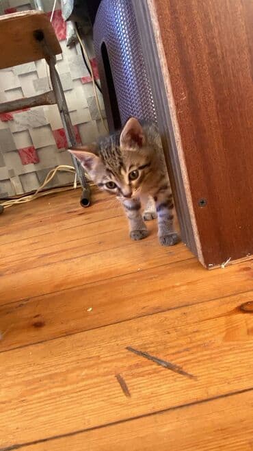 pulsuz pişik balaları 2023: Tabbi, Yaxşı əllərə — 2