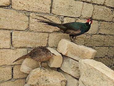 et tukani: Məhsul: Qırqovul və qırqovul yumurtaları Təsvir: - Növ: Qafqaz — 2