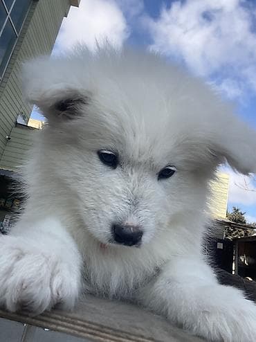 itlerin satisi ucuz: Samoyed, 2 ay, Pulsuz çatdırılma — 5