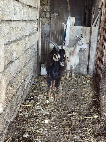 qus satisi: Salam saglam arpa yonca yeyen heyvanlardı real alıcılar zeng vursun — 4