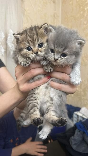 lalafo pisik: Britan — 2