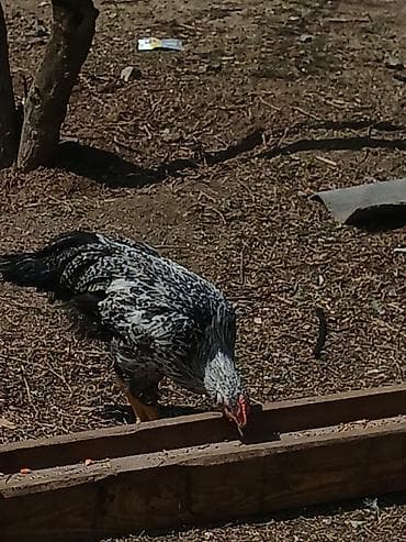 simental inekler azerbaycanda: ‼️ Təcili Satılır ‼️ 53 ədəd tam sağlam 4.ay yarımlıq colpalar — 6