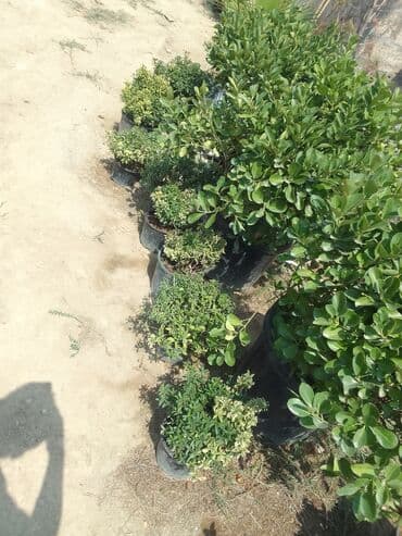 Digər bitkilər: Şimşad bitkisi bağlar, parklar və landşaft dizaynında geniş istifadə — 12