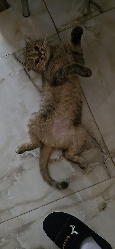 it üçün ev: Tabbi, Yaxşı əllərə — 4