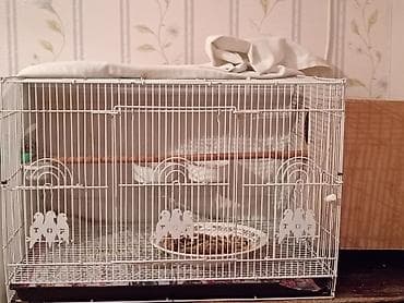 Собаки: 1cüt Nerazluçnik, 1balası,qəfəs yuva qarışıq satılır — 2
