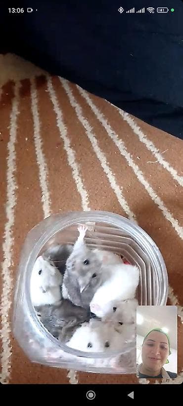 Gəmiricilər: Hamsterlər – cırtdan növ (cütdən və ya ayrı-ayrılıqda) 30 ədətdi - — 2