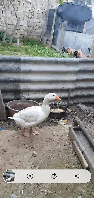 alabaxta quşu: Dişi, Damazlıq — 2