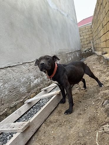 it haqqinda melumat: Pitbul, 1 il, Dişi, Peyvəndli — 5