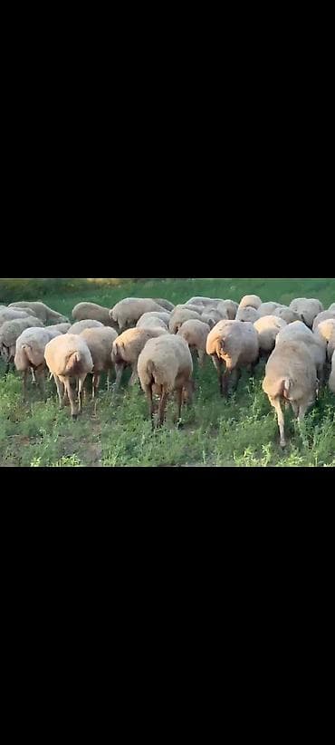 Qoyun sürüsü – ət və yun istehsalı üçün - Növ: Yerli ətlik-yunlu