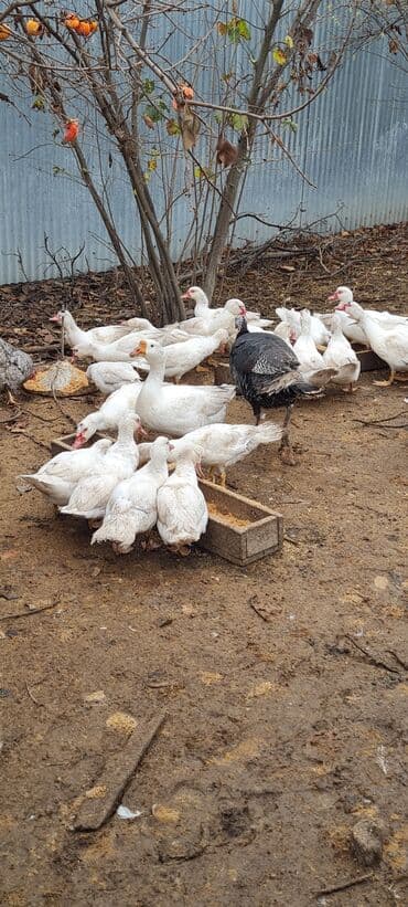 hələb keçisi satılır: 20 ədəd Ag lal (muskovu ) ördəklər .6 aylıg tam təbii şəraitdə — 4