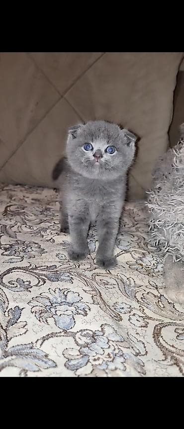 siam pişiyi: Şotland yastı qulaq — 3