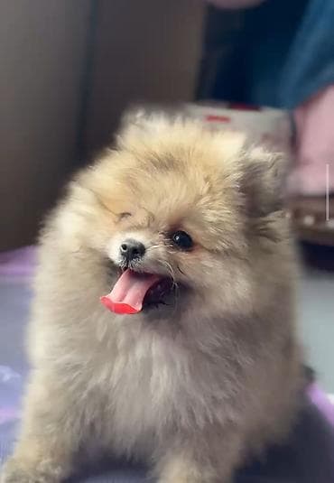 tap az heyvanlar itler: Şpitz, Erkek — 1