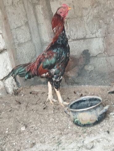 gence toyuq cuce: Xoruz, il: 1, Ünvandan götürmə — 1