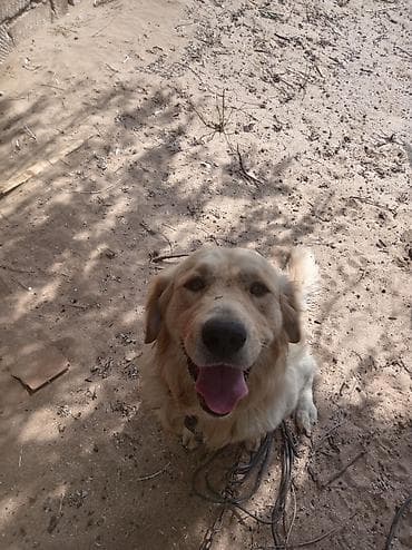 golden itleri: Retriever, Erkek — 2