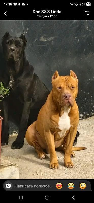 Pitbul, Cütləşmə üçün