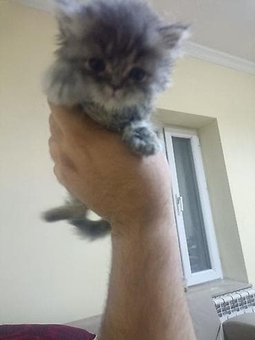 Erkək, Ünvandan götürmə