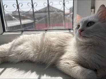 cins pişiklər: Türk anqora, Yaxşı əllərə, Ünvandan götürmə — 3