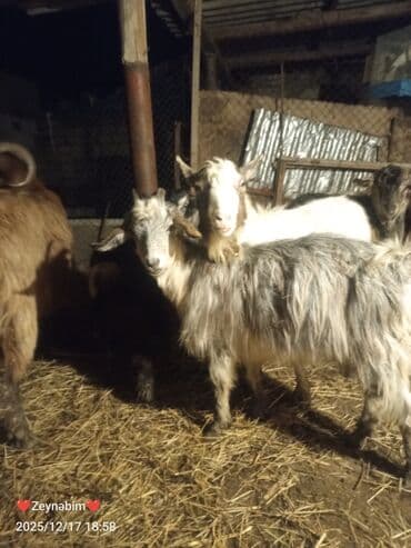 Inəklər, öküzlər: 7 bas disi damazliga yararli elde saxlanan tam saglam keci cepis — 5