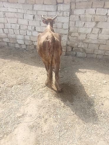 simmental inək satılır: Dişi, il: 6, 320 kq, Damazlıq, Ətlik — 3