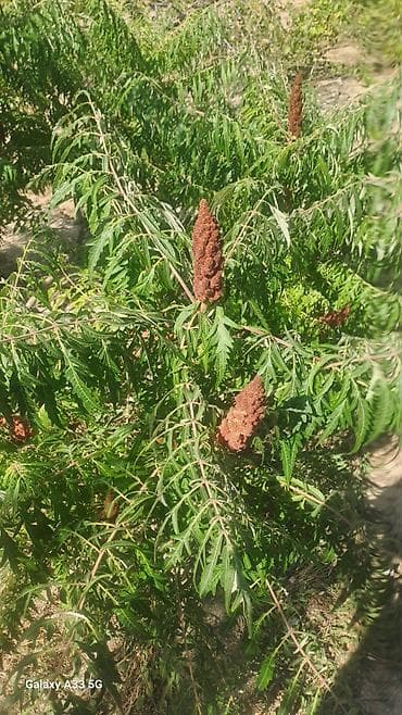 otag: Satılır: Albali qəsəbəsində 2 mərtəbəli, 6 otaqlı fərdi yaşayış evi — 8