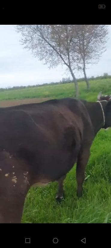 cins ineklerin satisi 2018: Dişi, il: 3, Südlük, Ünvandan götürmə — 4