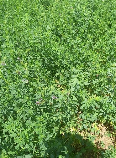 heyvanlar quşlar: Hal hazirda Yonca (Medicago sativa) becerilib 3 hektar torpaq sahəsi — 2