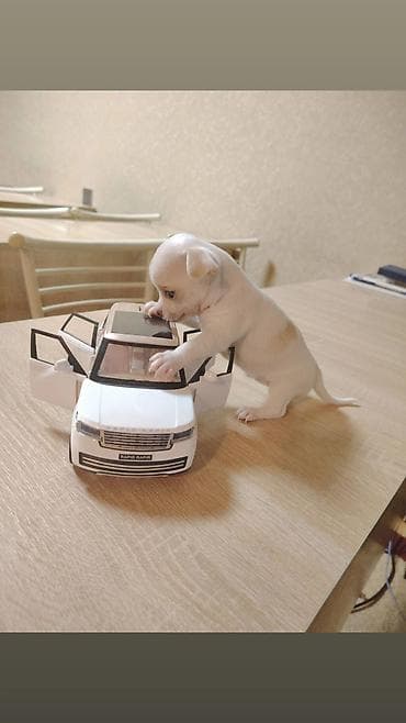 mini itlər: Çixuahua — 4