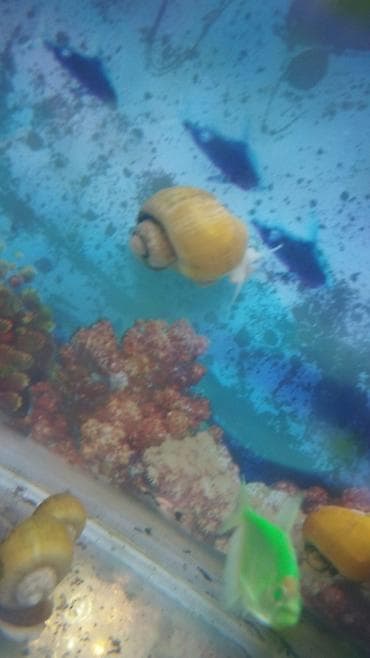 pit bul: Akvaryum üçün sarı ampulyariya salyangozları - Növ: Pomacea bridgesii — 3