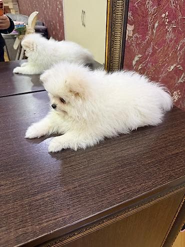 afcarka balasi satilir: Şpitz, 2 ay — 3