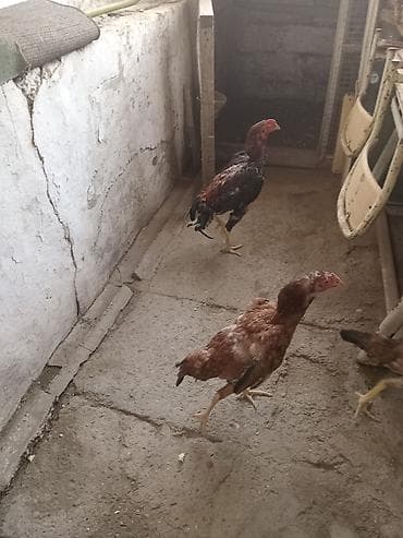 Digər heyvanlar: Salam heyrati lar satiliryaxsi cinsdi cox olduqu nan satiram kohna — 5