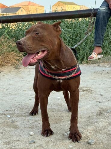 coban it adlari: Pitbul, 1 il, Erkek — 2