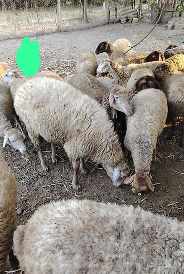 alabay itlerin satisi: Temiz tumluq qocdu hem kesim üçün kök hemde qoyun sürmeyi superdi — 2