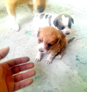 itlərə verilən adlar: 2 ay, Dişi, Ünvandan götürmə — 5