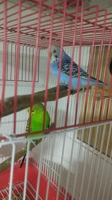 Hazır cüt 1 dəfə bala alınıb