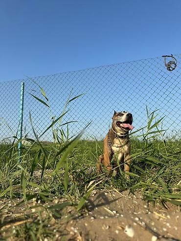 pişik cütleşdirmek: Pitbul, 7 il, Erkek, Cütləşmə üçün — 3