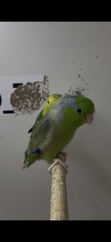 turac quş: Forpus cut — 1