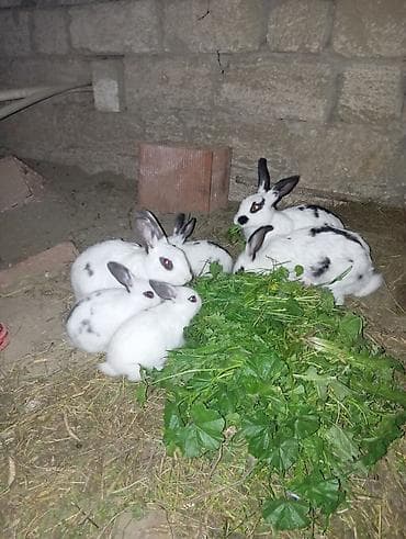 Dovşan Balaları Temiz ev dovşanlaridi Təbii məhsullarla qidalanırlar