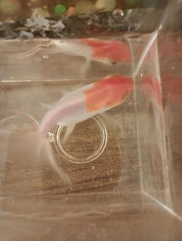 akvarium 120 cm: Oranda, Sülhsevər — 8