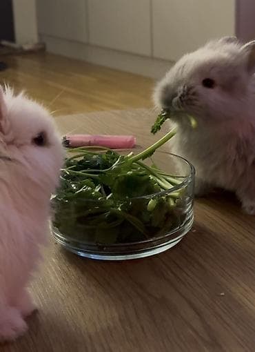 qurdbasar satilir: 🐰Netherland Dwarf cinsi dovşanlardı( cücə cinsi böyüməyən ev — 5