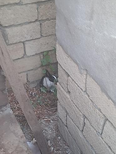ev quş: 1 il — 1