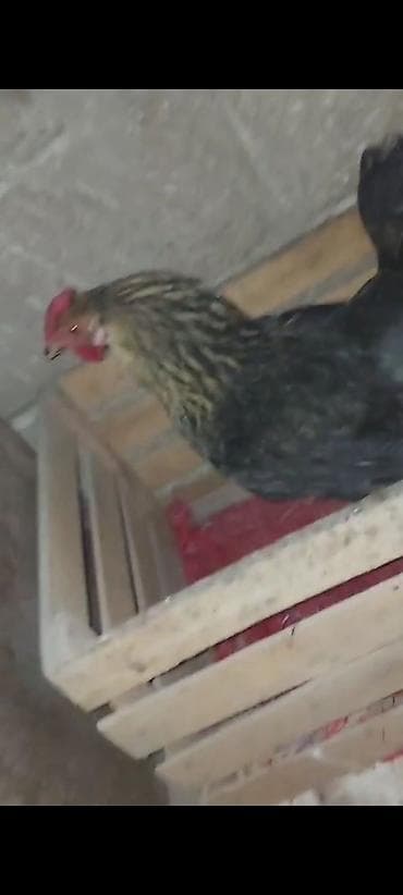 heyvanların cutləşməsi: Toyuq, Damazlıq — 4