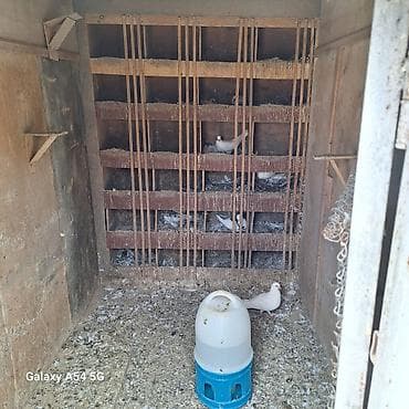 K/t heyvanları və malları: Metaldan hazırlanmış quşxana/keçidli göyərçin yuvası - Material: tam — 3