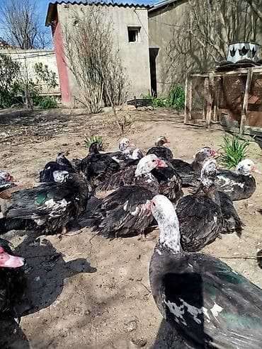 Quşlar: Salam lal ördəklər satilir dəyərinən cox asaga disili ərkeyli heckim — 6