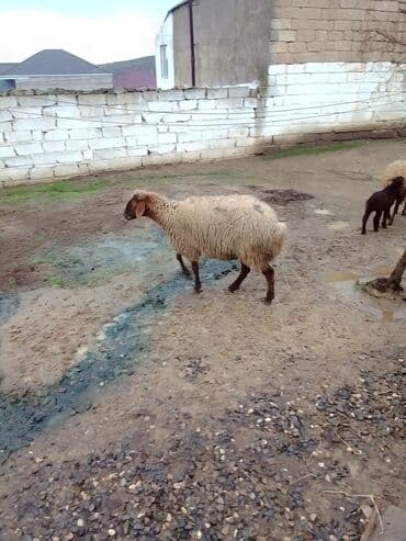 ana bala qoyun: Qiymət cütünə ayıdır real alıcıya endirim olacaq boğaz heyvan di — 9