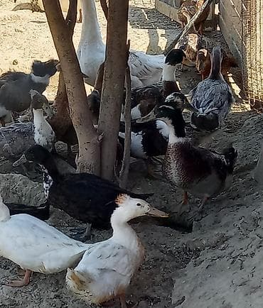 kurt ordek: Səsli ördəklər tam sağlam 6 aylıq lal ördəklədə barter edərəm — 1