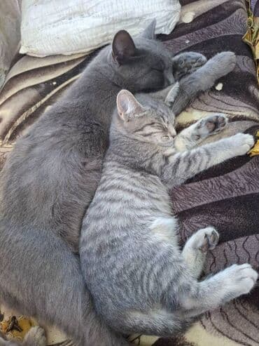 pişik şəkli: Erkək, Yaxşı əllərə — 2