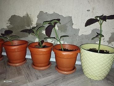 Kolyoz (Coleus) dekorativ yarpaqlı otaq bitkisi – qablarda şitillər və