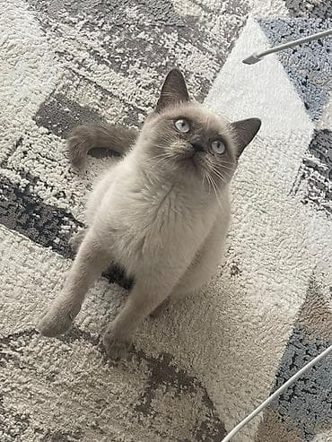 pisiy adlari: Britan — 1