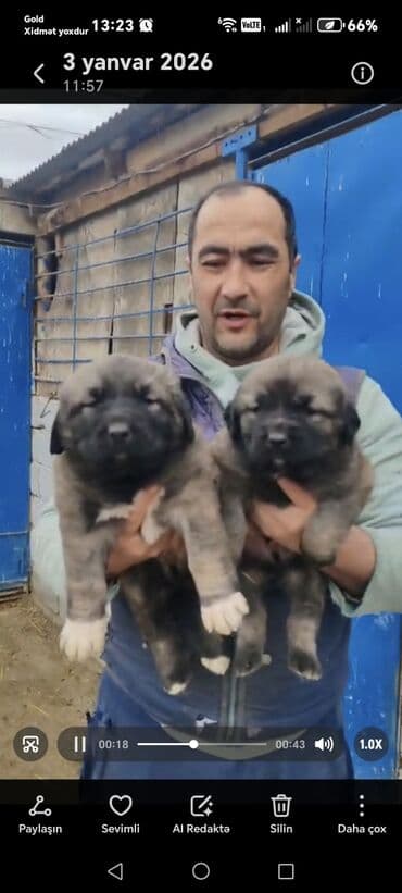 xaski balasi qiymetleri: Qafqaz çoban iti — 4