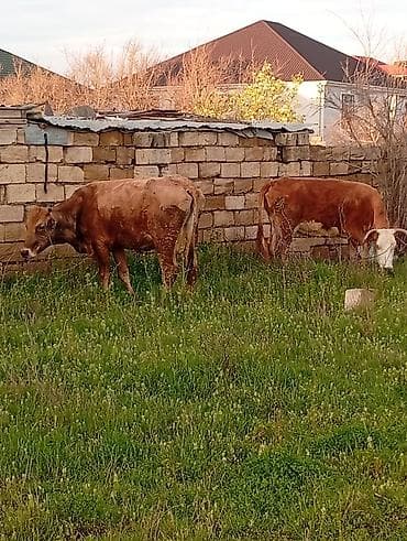 alabay dişi: Salam aleykum qirmizi martin 16 si ci balaya suni mayalanma olunub — 7